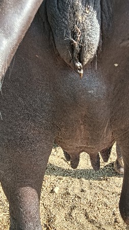 ભેંસ વેચવાની છે
