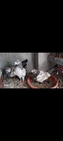 કબૂતર