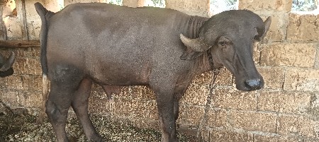 બે પાડા વહેંચવાના છે