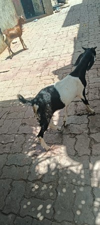 3bakara se