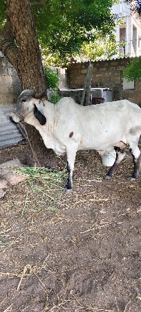 વેચવાની