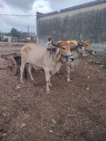 શિવ સાહેબ