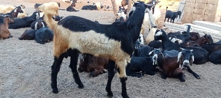 આ ત્રણ બોકડા વેચવાના છે