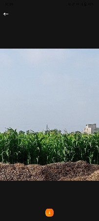 લીલીજાર300ફુટ કેરા700 ફુટ કેરો