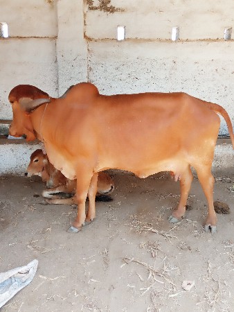 gay veshvani che