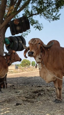ગાય વેચવાની છે