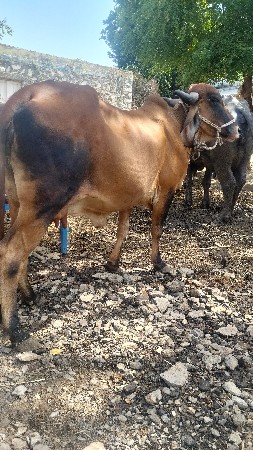 બીજા વેતર ની વોટકી