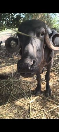ભેંશ વેશવાની