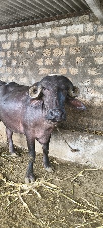 પેલાં વેતર ની ખડાય વેચવાની છે.