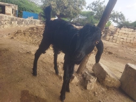 બકરી વહેંચવાની છે