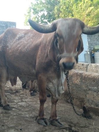 ગાય વેસવાનીસે. ૬ મયનો ગાભ