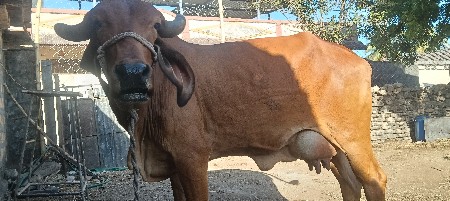 દેશી ગાય