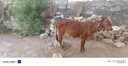 વાછડી