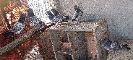 દીપક રાખસીયા