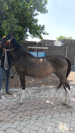 આ ઘોડી  વેચવાની છે