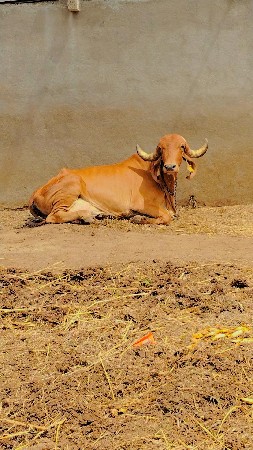 ગીર ગાય  વેચવાની છે