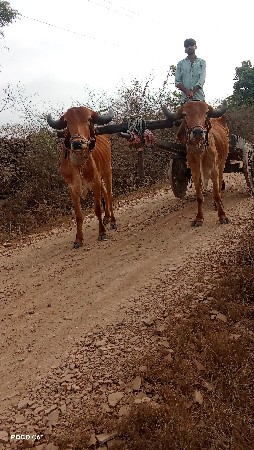 ગોઢલા વેચવાના છે સાવસોજા