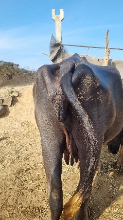 ભેંસ વેચવાની છે