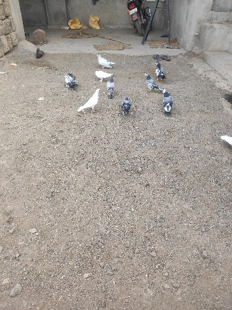 કબૂતર વેશવાના છે
