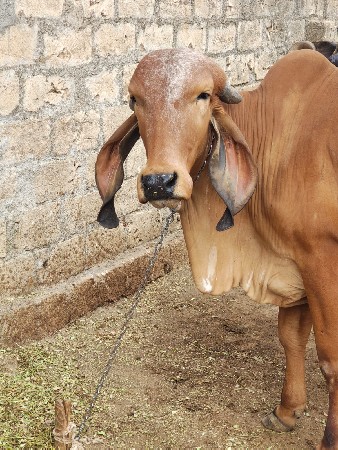 15 દીવસ ની વાર છે 2 જુ વેતર છે