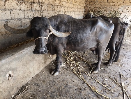 6 લિટર દૂધ  6 લિટર દૂધ