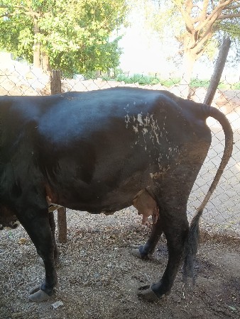 ગાય વેચવા ની છે,