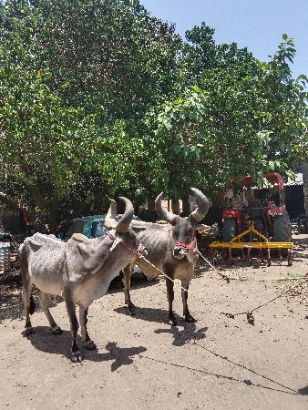 બળદ વેચવાના છે