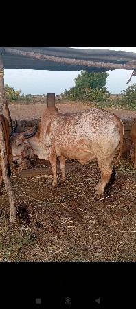 ગોધલો વેસવાનો છે