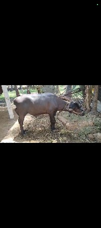 પાડા વેચવાના છે 9106296104