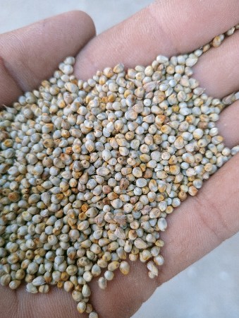 બાજરી