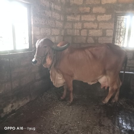 ગીર ગાય વેચવા ની છે