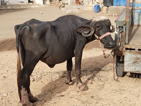 nav chandri padi vechvani che