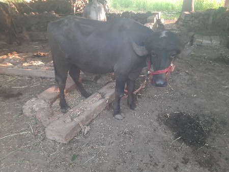 પાડો વેચવાનો છે