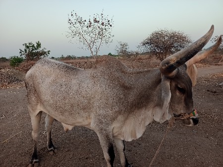 ગોધલો વેચવાનો છે