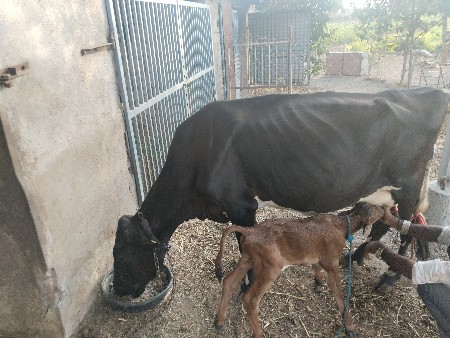 સાવ સોજી ગાય