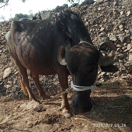 ધાનાભાઈ ગઢવી