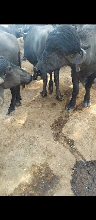 આ પાડો વેચવા નો