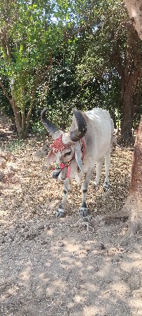 જુનાગઢ જીલ્લો માળી તંદુરી ગામ મારું