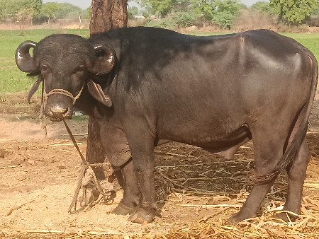 પાડો.વેશવાનોછે
