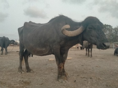 14.15.દી થયા ગામ ના