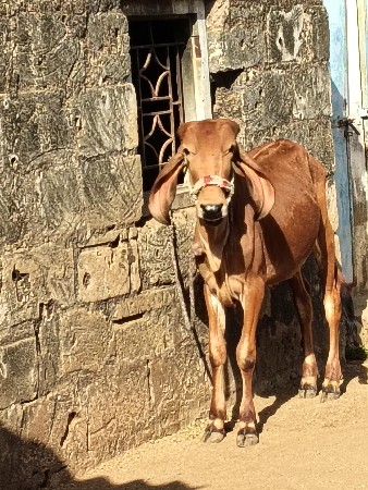 ભાવીન પાઠક