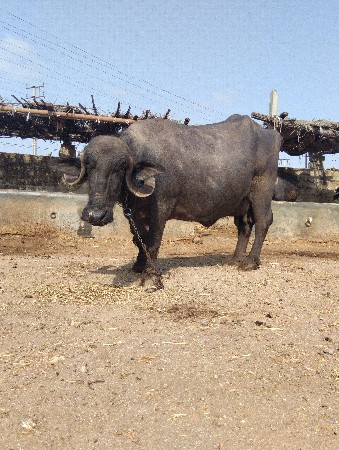 બીજા વેતર ની ગાભણ ખડેલી