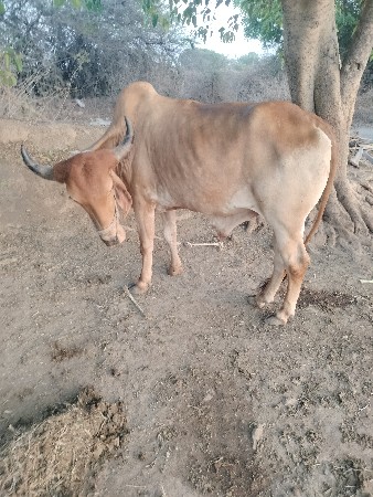 ગોઢલા વેચવા ના છે