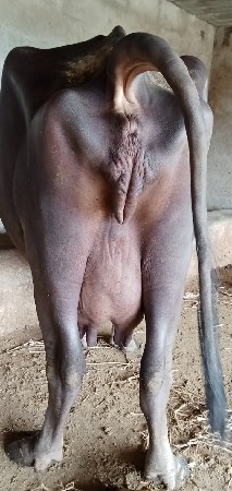 વેતર માં 3