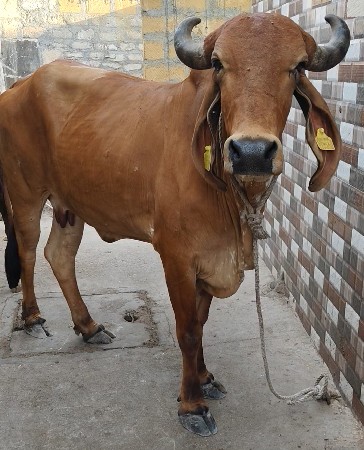 ગીર હોળકી