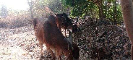 badad