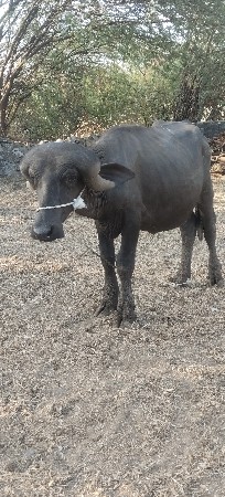 પાડા અઢી વર્ષના