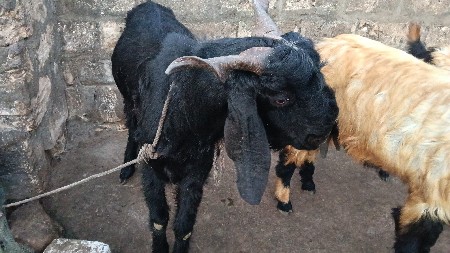 3 વર્ષ ના 2 બકરા વેસના સે