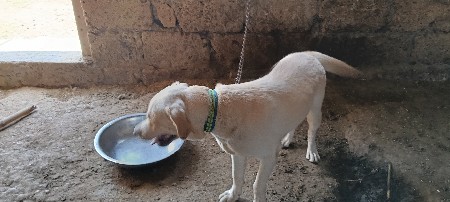 લેબરા ફિમેલ  આપવાની સે