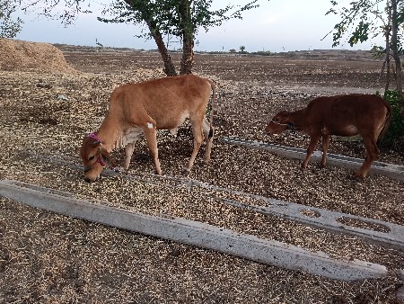 ગીરકોસવાસડીબેય